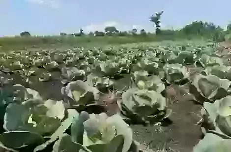 When Hope Is a Cabbage Field: A Reflection from Uganda